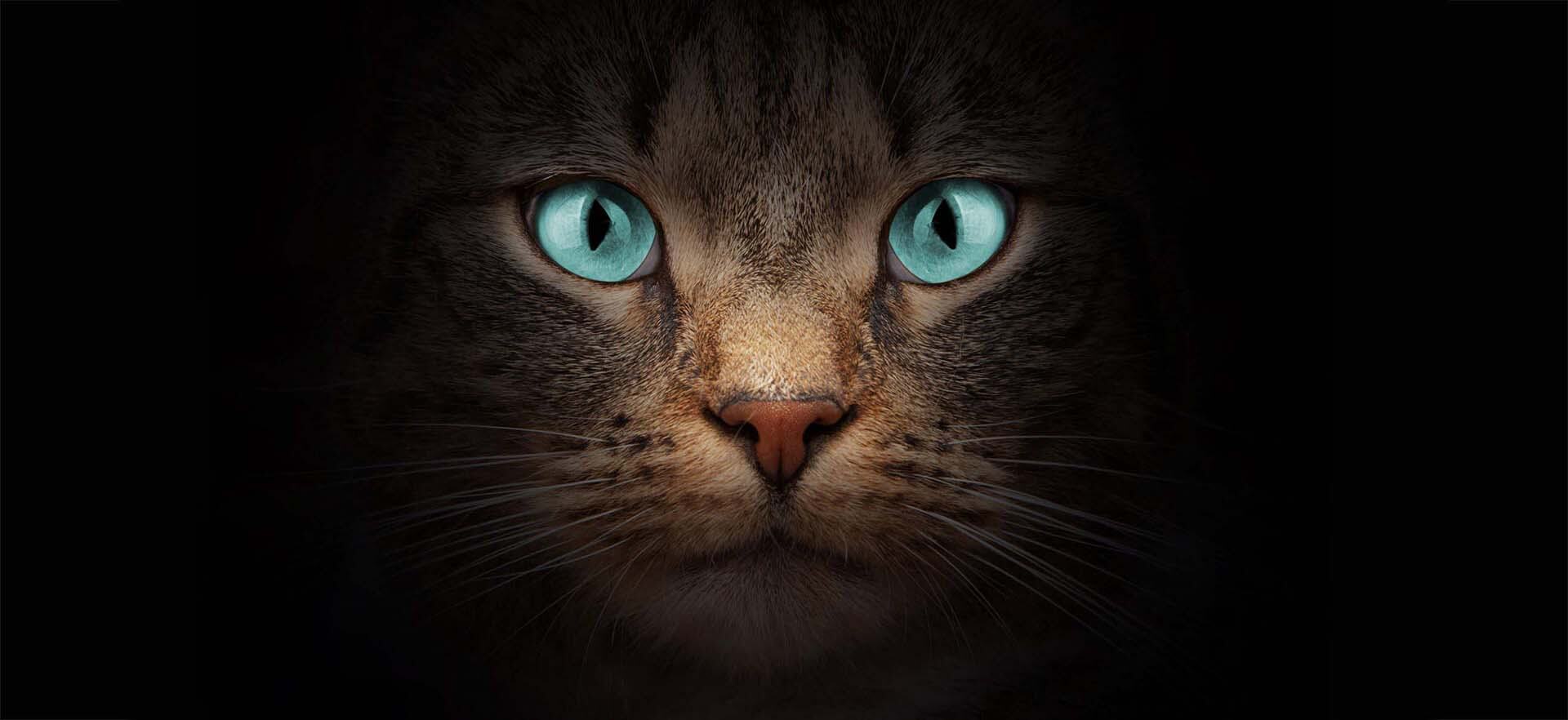 Visage d'un chat aux yeux bleus sur fond noir